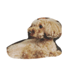 puppu（個別スタンプ：1）