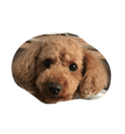 puppu（個別スタンプ：3）