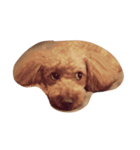 puppu（個別スタンプ：5）
