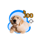 Dogorbear（個別スタンプ：2）