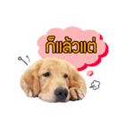 Dogorbear（個別スタンプ：11）