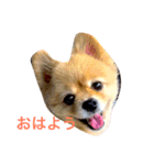 のんたんだよ！（個別スタンプ：1）