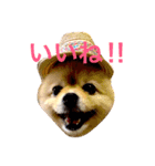 のんたんだよ！（個別スタンプ：3）