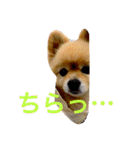 のんたんだよ！（個別スタンプ：11）