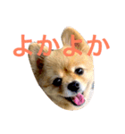 のんたんだよ！（個別スタンプ：29）
