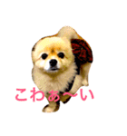 のんたんだよ！（個別スタンプ：33）