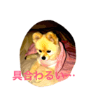 のんたんだよ！（個別スタンプ：37）