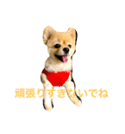 のんたんだよ！（個別スタンプ：38）