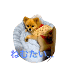 のんたんだよ！（個別スタンプ：39）