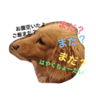 Feeling of DOG！（個別スタンプ：1）