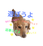 Feeling of DOG！（個別スタンプ：3）