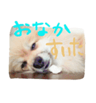表情豊かなポメちゃんスタンプ（個別スタンプ：11）