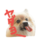 表情豊かなポメちゃんスタンプ（個別スタンプ：12）