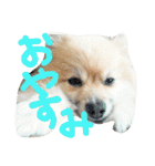 表情豊かなポメちゃんスタンプ（個別スタンプ：17）