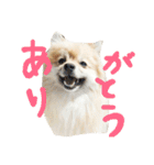 表情豊かなポメちゃんスタンプ（個別スタンプ：19）