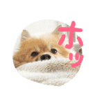 表情豊かなポメちゃんスタンプ（個別スタンプ：24）