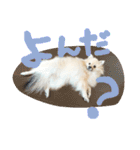 表情豊かなポメちゃんスタンプ（個別スタンプ：28）