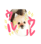 表情豊かなポメちゃんスタンプ（個別スタンプ：31）