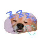 表情豊かなポメちゃんスタンプ（個別スタンプ：32）