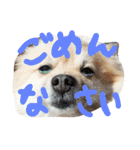 表情豊かなポメちゃんスタンプ（個別スタンプ：34）