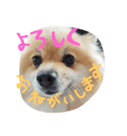 表情豊かなポメちゃんスタンプ（個別スタンプ：38）