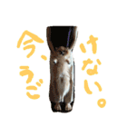 表情豊かなポメちゃんスタンプ（個別スタンプ：40）