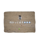 イングリッシュコッカーとスプリンガー1（個別スタンプ：5）