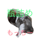 我が家のモッチー（個別スタンプ：1）