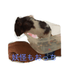 我が家のモッチー（個別スタンプ：8）
