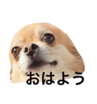 チワワのちゃまめ1（個別スタンプ：1）