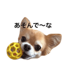 チワワのちゃまめ1（個別スタンプ：5）
