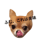 チワワのちゃまめ1（個別スタンプ：6）