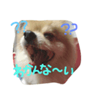 けびげんスタンプ！（個別スタンプ：5）