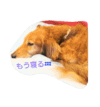 我が家の、王子様。小太郎と力丸。（個別スタンプ：1）