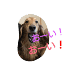 我が家の、王子様。小太郎と力丸。（個別スタンプ：4）