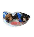 我が家の、王子様。小太郎と力丸。（個別スタンプ：8）