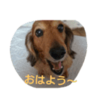 我が家の、王子様。小太郎と力丸。（個別スタンプ：9）