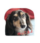 我が家の、王子様。小太郎と力丸。（個別スタンプ：14）
