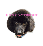 kuropu（個別スタンプ：1）