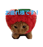 mikan  life  4（個別スタンプ：4）