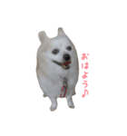 りゅう チワワ（個別スタンプ：2）