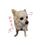 りゅう チワワ（個別スタンプ：5）