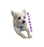 りゅう チワワ（個別スタンプ：6）