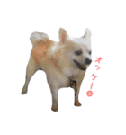 りゅう チワワ（個別スタンプ：13）