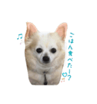 りゅう チワワ（個別スタンプ：15）