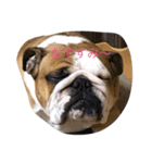 buhibuhibulldog（個別スタンプ：1）