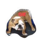 buhibuhibulldog（個別スタンプ：2）