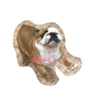 buhibuhibulldog（個別スタンプ：3）