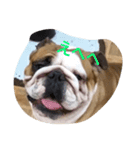buhibuhibulldog（個別スタンプ：4）