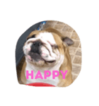 buhibuhibulldog（個別スタンプ：5）